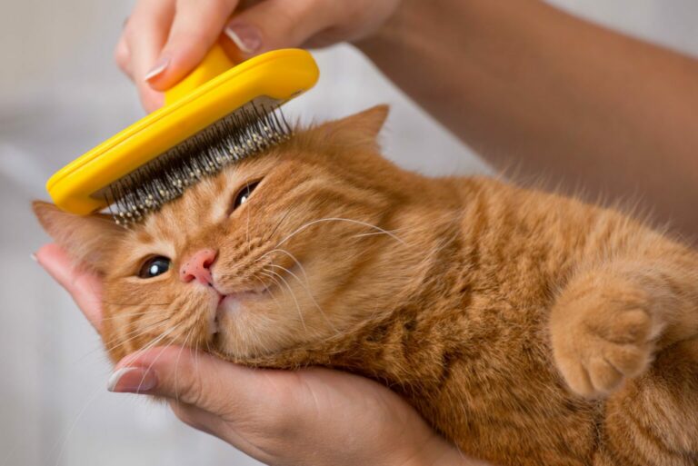 cuidado-do-pelo cuidado-do-pelo