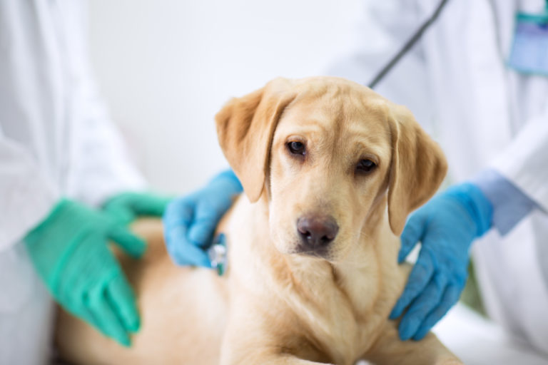 A diarreia nos cães é uma situação relativamente comum.