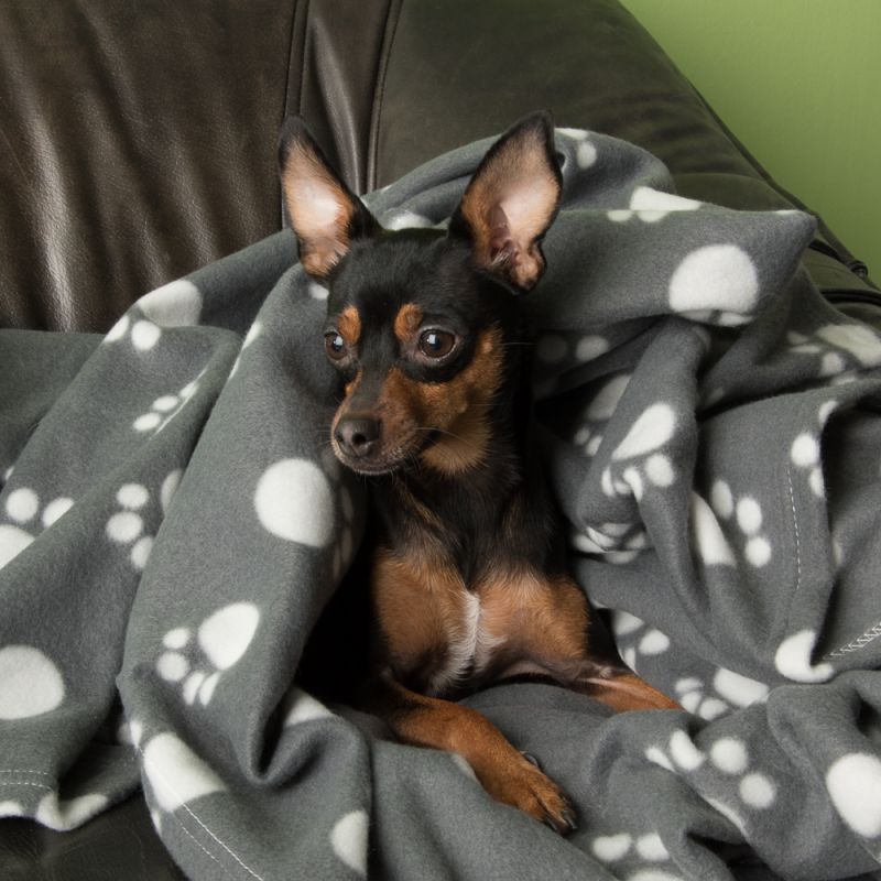 Bolas Trixie coloridas com som para cães ao melhor preço na zooplus