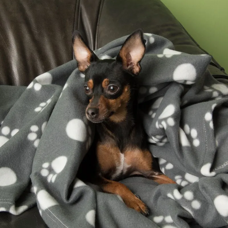manta-cachorro
