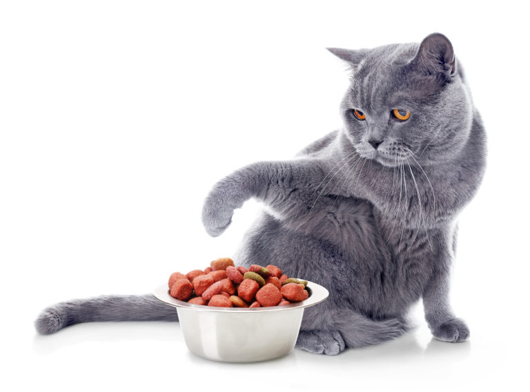 Gato com taça de comida Alterar a alimentação dos gatos: cuidados a ter