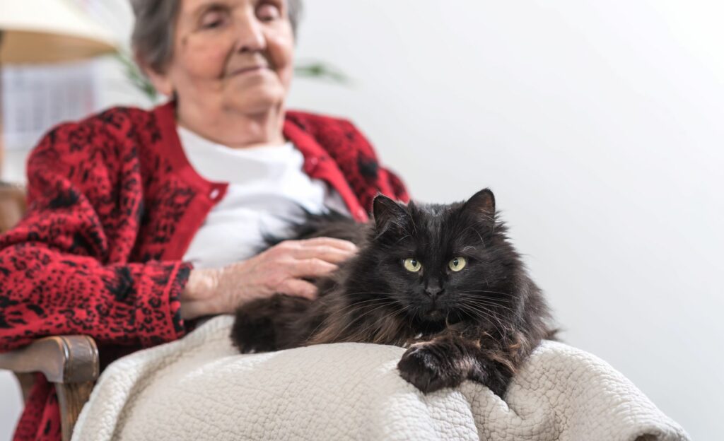 therapiekatze seniorin