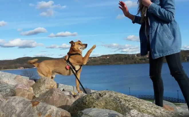 trelas-cachorro
