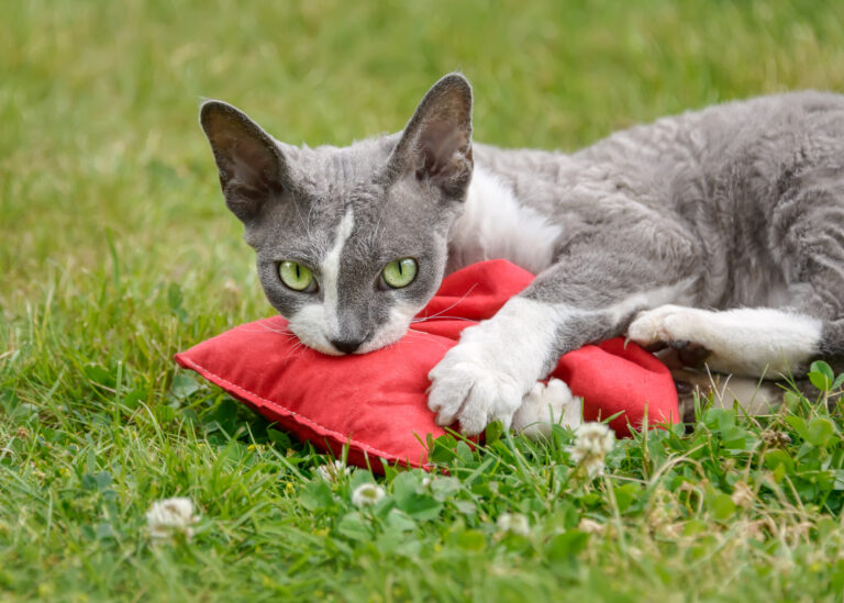 Jogos para gatos e treino