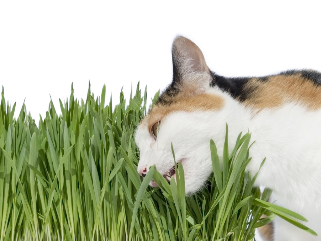 Female cat eating grass, isolated