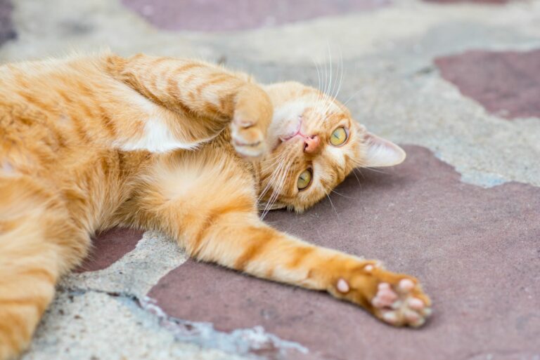 A puberdade nos gatos: gato cor de laranja deitado num tapete.
