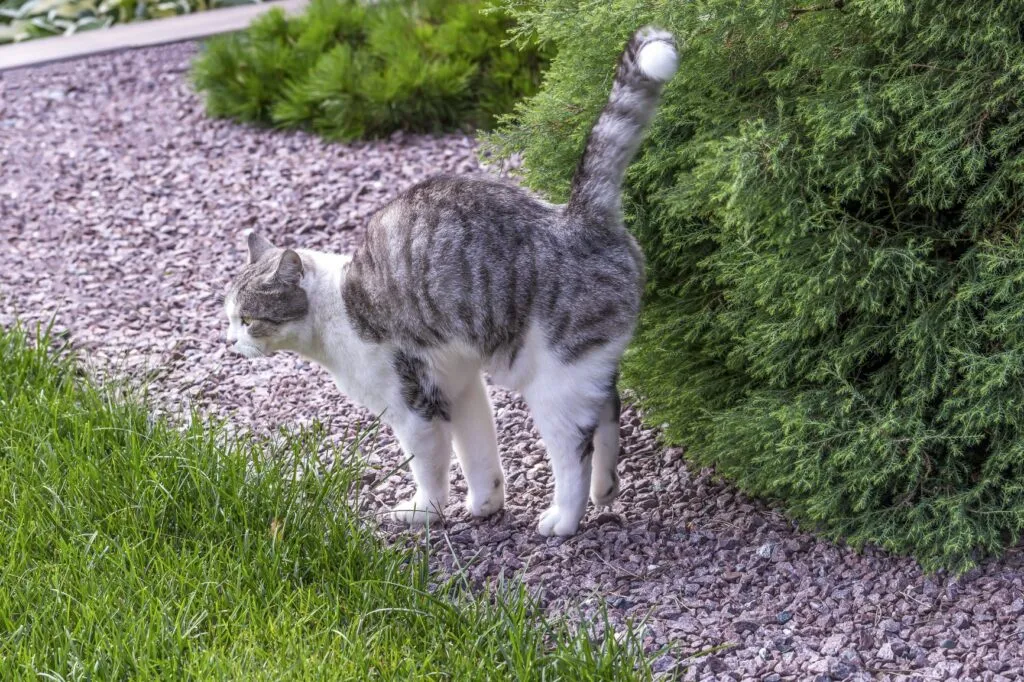 Gato na puberdade_2