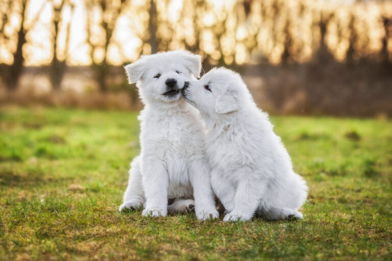 Two funny white swiss shepherd puppies playing