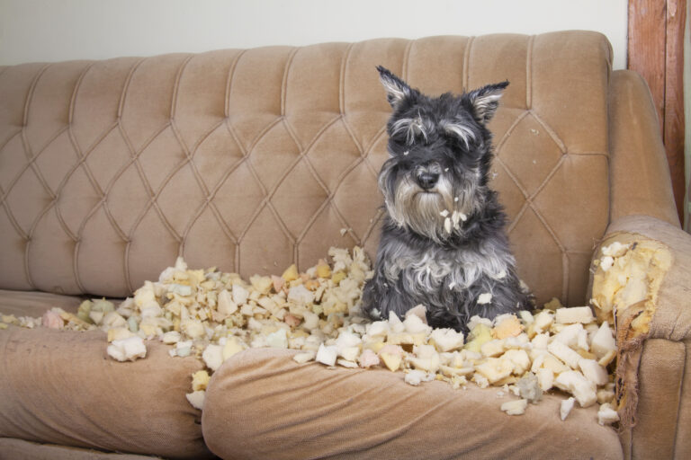 Naughty bad schnauzer puppy dog lies on a couch that she has just destroyed.