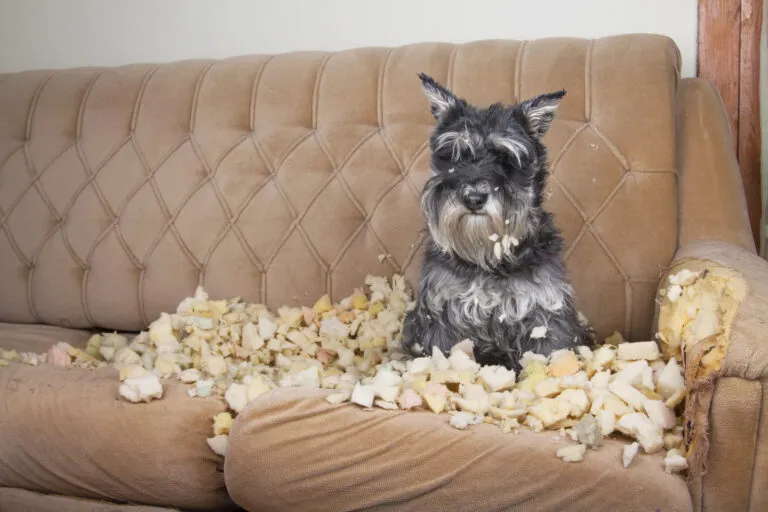 Naughty bad schnauzer puppy dog lies on a couch that she has just destroyed. Naughty bad schnauzer puppy dog lies on a couch that she has just destroyed.
