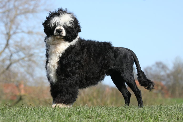 Cão de Água Português Cão de Água Português