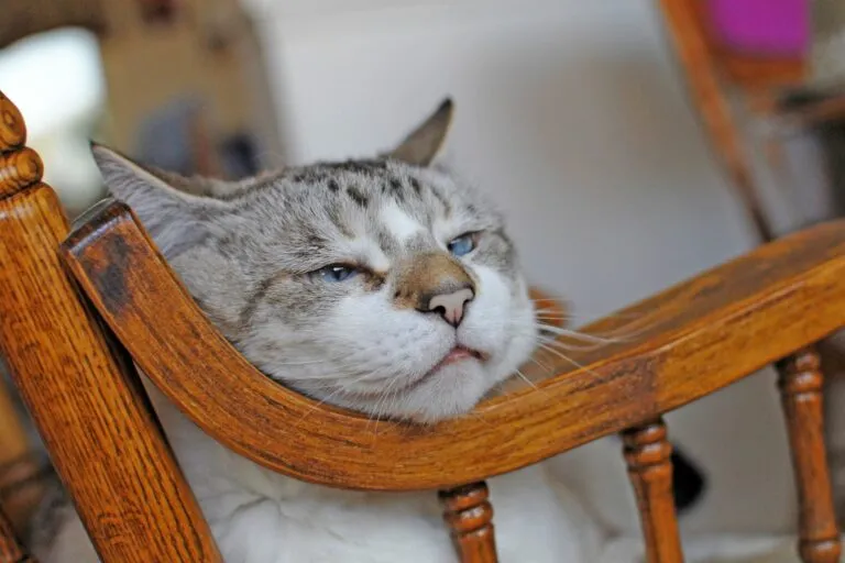 VG_1 VG_1