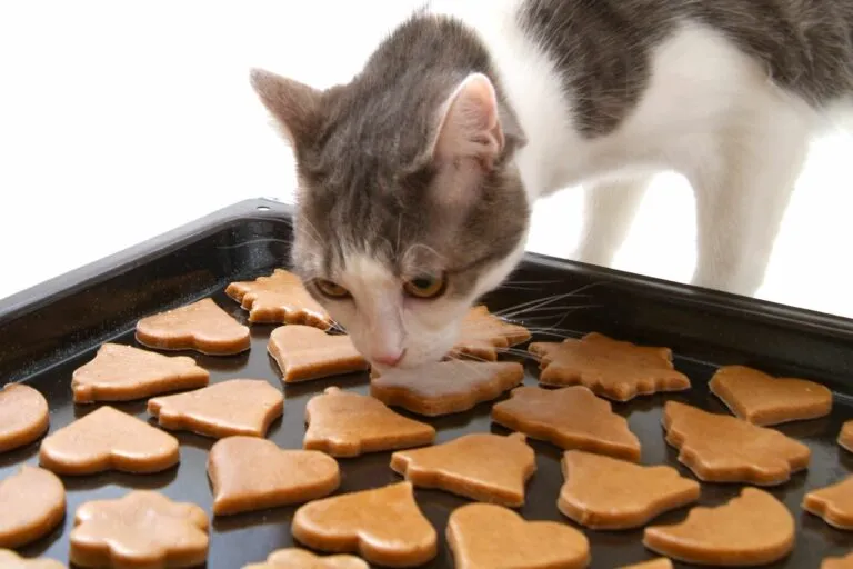 bolachas para gatos bolachas para gatos