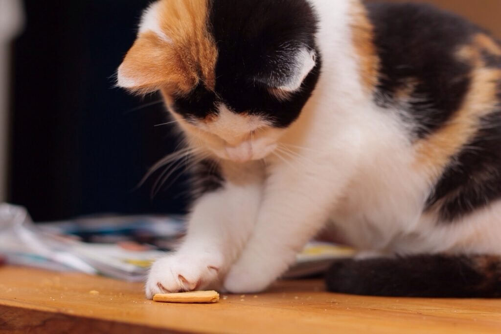 Cat Eating Cookie At Home