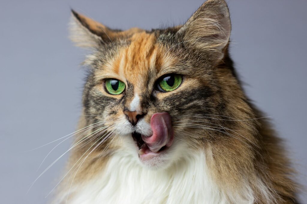 bolachas gatos
