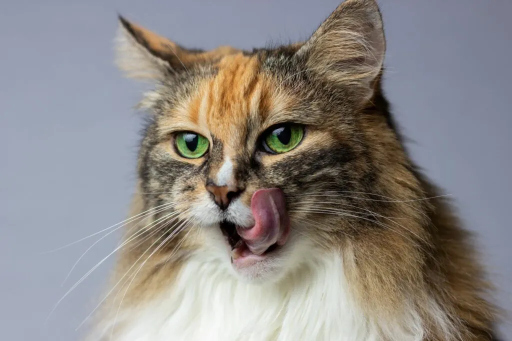 bolachas gatos