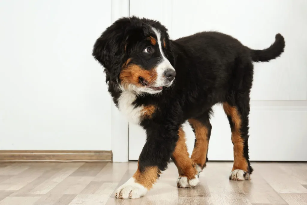 Cute funny dog at home