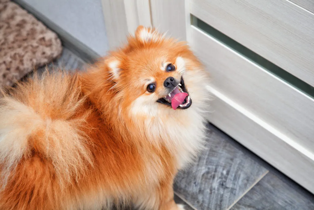 Small dog breeds Dog with open mouth looking at camera