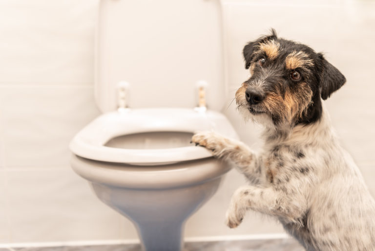 Dog on the toilet – Jack Russell Terrier