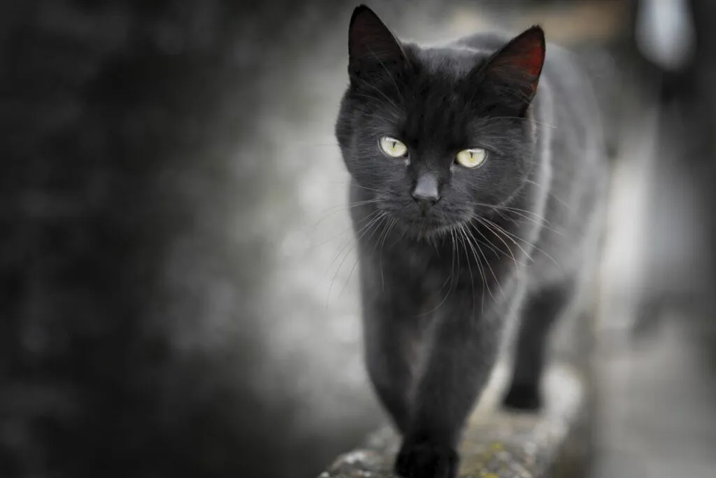 gatos pretos