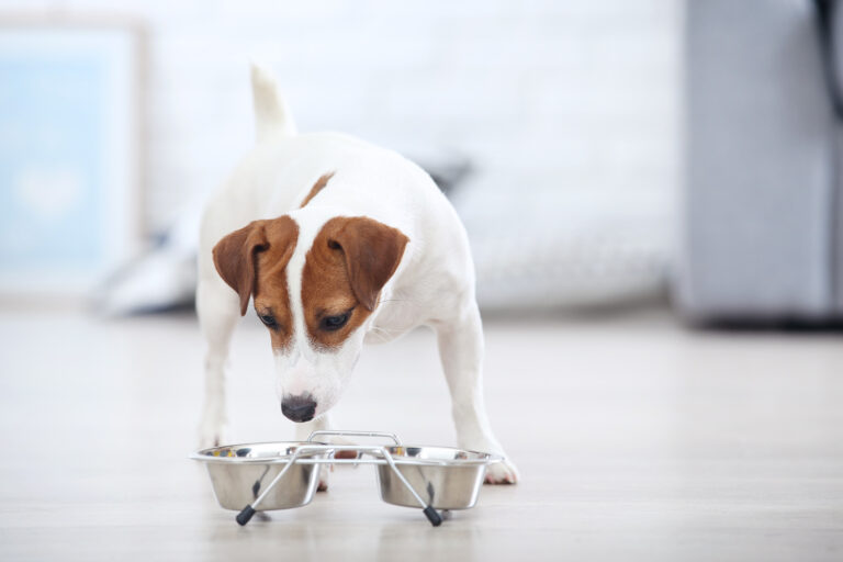 Alterar a alimentação dos cães: é importante observar as reações