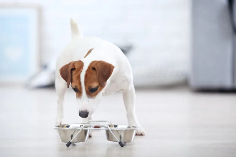 Beautiful Jack Russell Terrier dog eating dry food from bowl Alterar a alimentação dos cães: é importante observar as reações