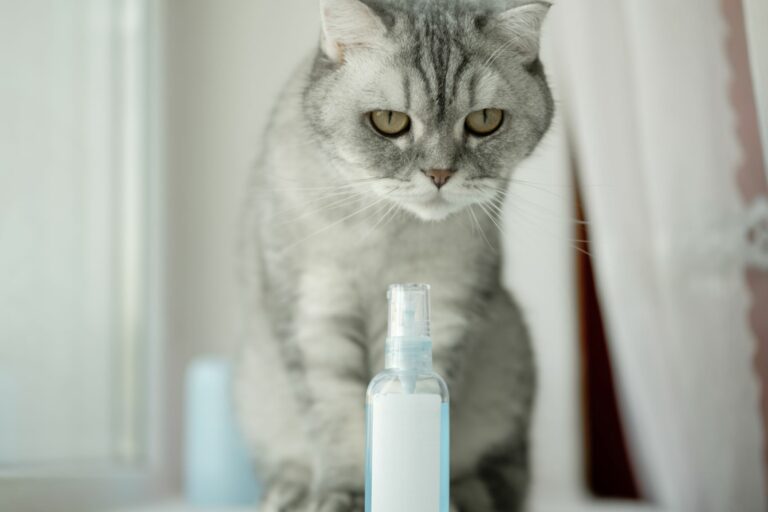 katze-sitzt-vor-pheromon-fläschchen-768×512 katze-sitzt-vor-pheromon-fläschchen-768×512