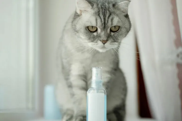 katze-sitzt-vor-pheromon-fläschchen-768×512 katze-sitzt-vor-pheromon-fläschchen-768×512