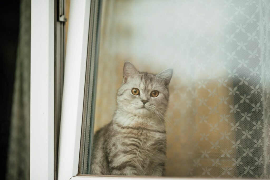 katze-vor-kippfenster-1024×684