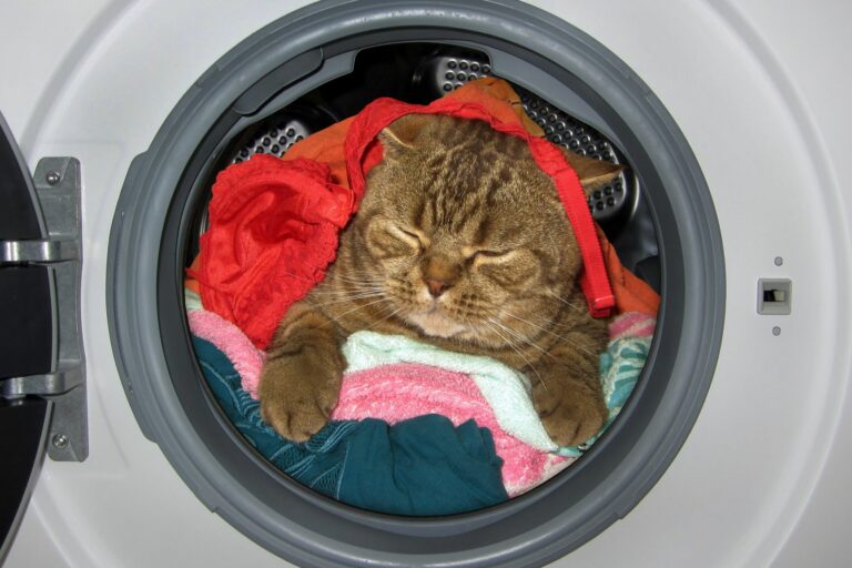 katze-waschmaschine-768×512 katze-waschmaschine-768×512