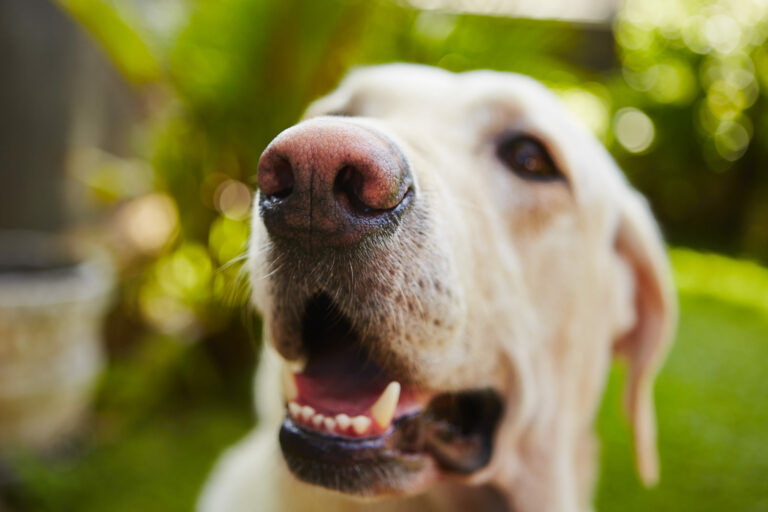 47 melhor ideia de cães enormes  cães enormes, cães, cães gigantes