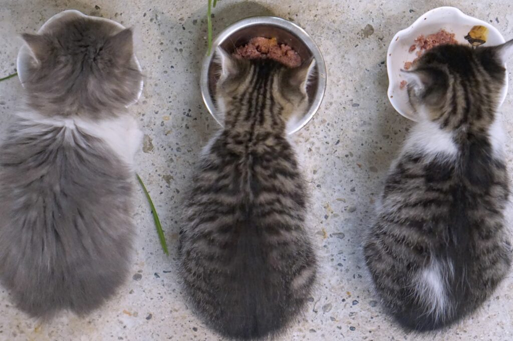 A quantidade certa de comida para gatos: gatinhos a comer