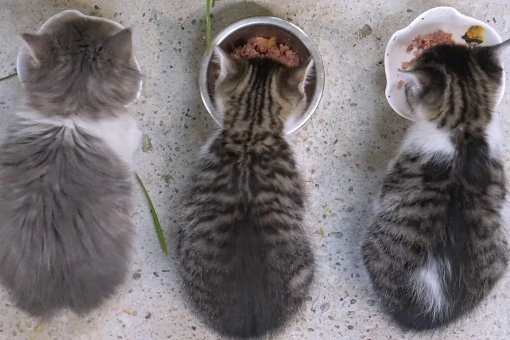 AdobeStock_321440052-1024×682 A quantidade certa de comida para gatos: gatinhos a comer