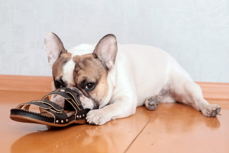 bulldog roe sandálias