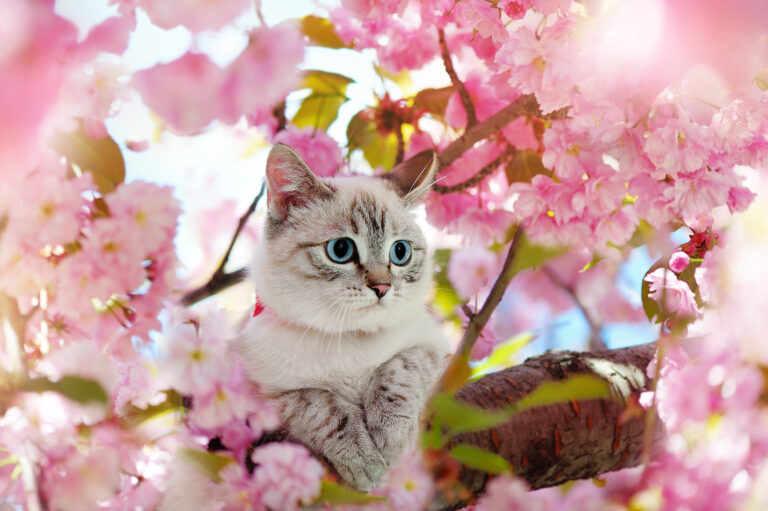 Tabby kitten having rest at the blooming cherry tree