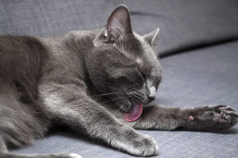Gato a tomar banho Gato a tomar banho