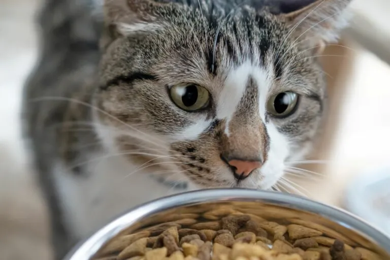 Gato a olhar para a comida A quantidade certa de comida para gatos: Será o suficiente?