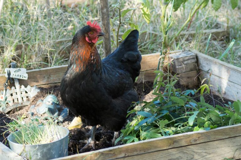Galinha da raça Marans em casa Galinha da raça Marans em casa