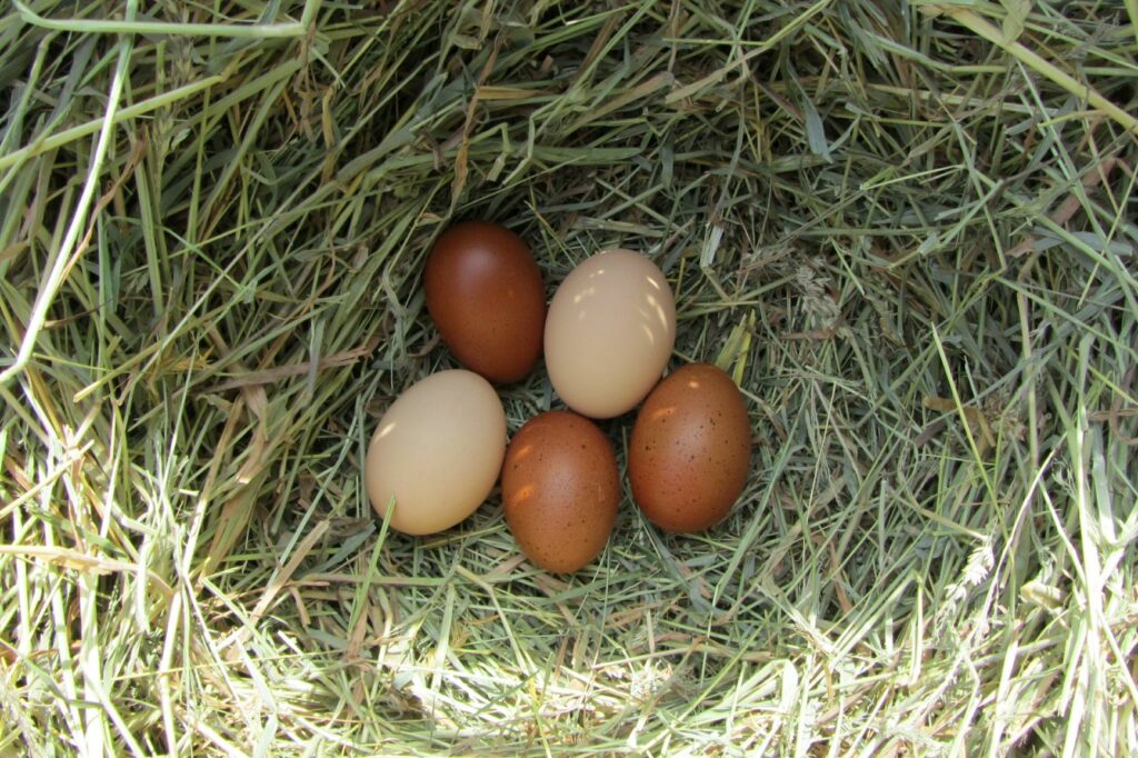 Ovos de galinhas da raça Marans