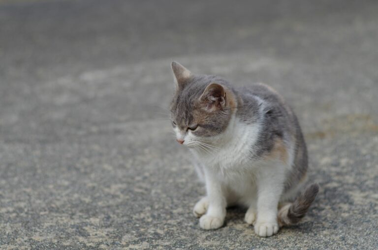 atrite gatos_1 atrite gatos_1