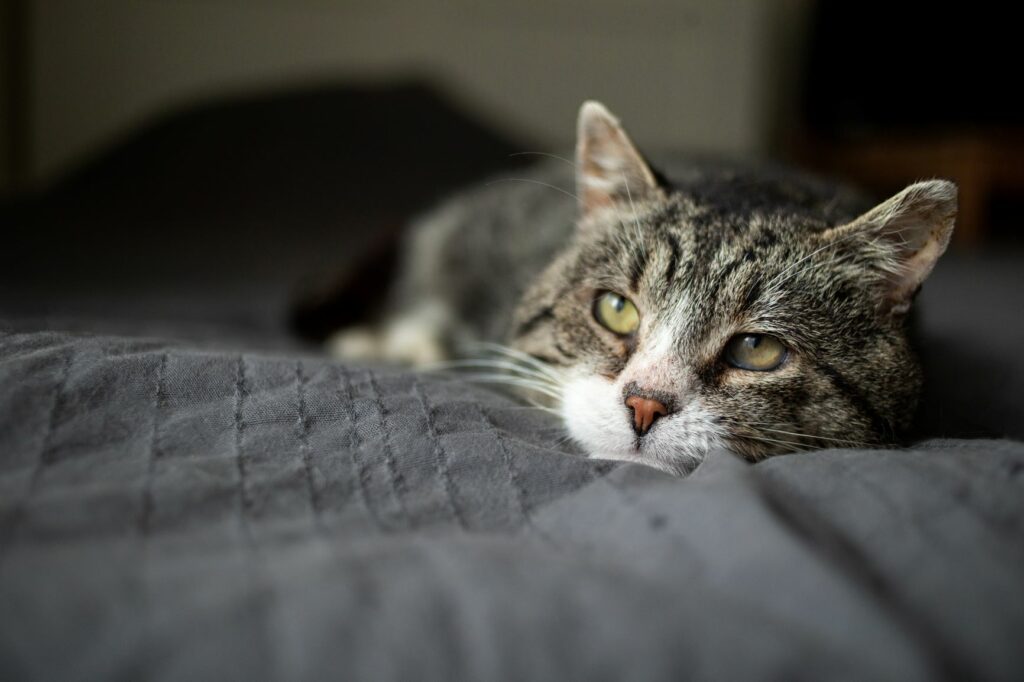 atrite gatos_2