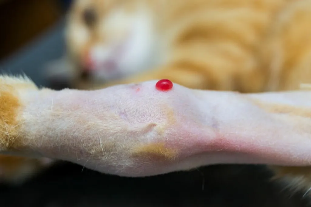 atrite gatos_3
