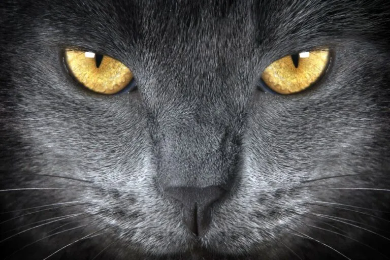 Olhar penetrante de um British shorthair Olhos de um British Shorthair