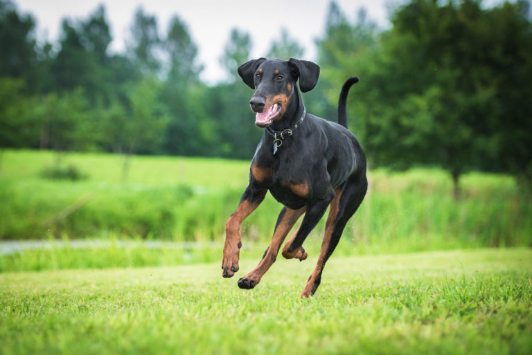 Doberman pinscher dog running Doberman pinscher dog running