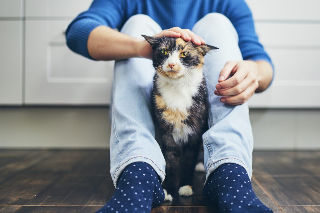 Viver com um gato Socialização de gatos
