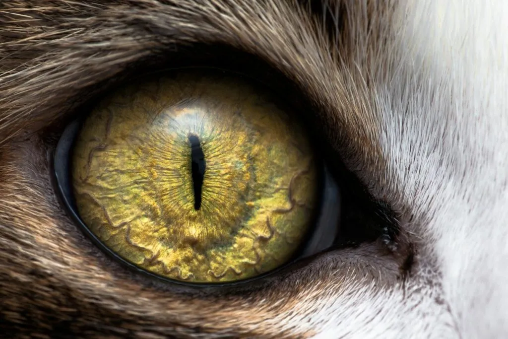 Visão dos gatos: Pormenor do olho de um gato olho de um gato