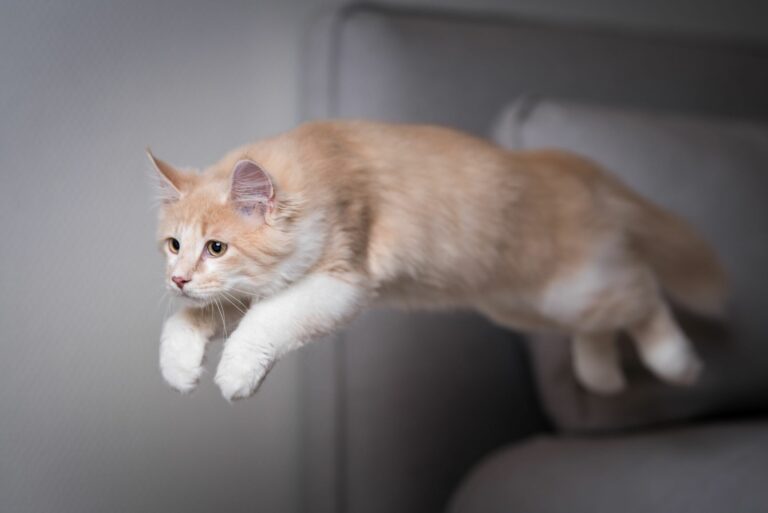 A anatomia dos gatos: gato a saltar