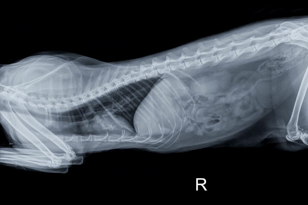 Anatomia dos gatos: Imagem por raio x