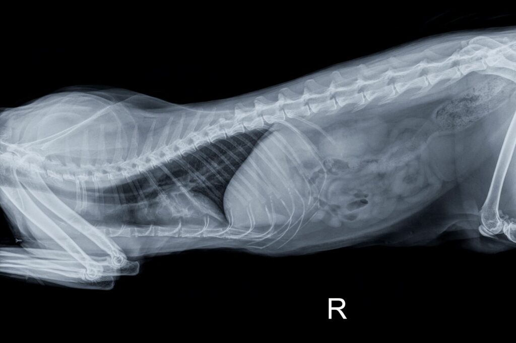 Raio X do abdómen de um gato Anatomia dos gatos: Imagem por raio x