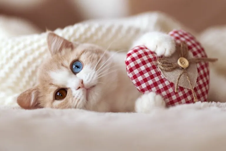Prendas para gatos no Dia dos Namorados
